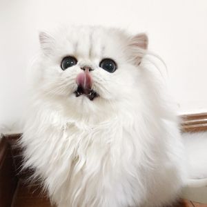 董卿被躁120分钟
