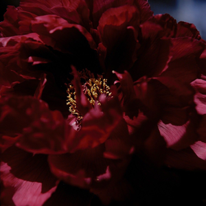 董卿被躁120分钟
